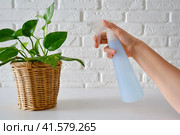 Women s hands spray a houseplant Epipremnum from a pulverizer, close-up. Стоковое фото, фотограф Андрей Журавлев / Фотобанк Лори