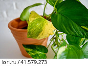 Yellow leaf epipremnum on a sick houseplant, white background. A drying house plant in a flower pot. Стоковое фото, фотограф Андрей Журавлев / Фотобанк Лори