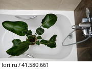 Washing plants in the home bathroom for cleaning from insects and garden pests. Treatment with water of a houseplant at home, gardening and plant treatment. Strelitzia nicolai. Стоковое фото, фотограф Андрей Журавлев / Фотобанк Лори