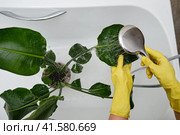 Washing plants in the home bathroom for cleaning from insects and garden pests. Treatment with water from the shower of a houseplant at home, gardening and plant treatment. Strelitzia nicolai. Стоковое фото, фотограф Андрей Журавлев / Фотобанк Лори