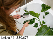 Washing plants in the home bathroom for cleaning from insects and garden pests. Treatment with water from the shower of a houseplant at home, gardening and plant treatment. Strelitzia nicolai. Стоковое фото, фотограф Андрей Журавлев / Фотобанк Лори