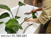 Washing plants in the home bathroom for cleaning from insects and garden pests. Treatment with water from the shower of a houseplant at home, gardening and plant treatment. Strelitzia nicolai. Стоковое фото, фотограф Андрей Журавлев / Фотобанк Лори