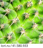 Cactus Texture. Стоковое фото, фотограф Любовь Назарова / Фотобанк Лори