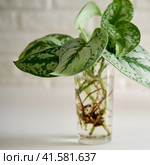 A house plant Scindapsus pictus with roots in a glass on a white brick wall table. Стоковое фото, фотограф Андрей Журавлев / Фотобанк Лори