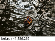 Утка-мандаринка (Mandarin Duck) в воде озера. Стоковое фото, фотограф Pukhov K / Фотобанк Лори