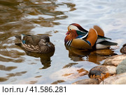 Пара уток-мандаринок (Mandarin Duck) отдыхают в воде озера. Стоковое фото, фотограф Pukhov K / Фотобанк Лори