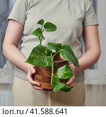A woman holds a pot with a plant epipremnum aureum in her hands while standing in a home living room. Стоковое фото, фотограф Андрей Журавлев / Фотобанк Лори