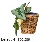 Wilted plants with yellow leafs in a pot, isolated on a white background. Dried flower in a flowerpot for indoor plants, isolated on a white background. Scindapsus pictus trebie or silver vine. Стоковое фото, фотограф Андрей Журавлев / Фотобанк Лори