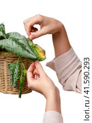Woman gardener caring for withered plant in flower pot, isolated on a white background. Female hands with dried house plant, isolated on a white background. Scindapsus pictus trebie or silver vine. Стоковое фото, фотограф Андрей Журавлев / Фотобанк Лори