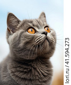 The grey kitten of the British breed looks up curiously and shows an emotion of great surprise and interest. Generated by AI. Стоковое AI-изображение, AI-художник Ярославский Максим / Фотобанк Лори