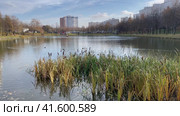 Вид на Красный пруд, солнечный осенний день. Москва, Чертаново Центральное (2023 год). Стоковое видео, видеограф Щеголева Ольга / Фотобанк Лори