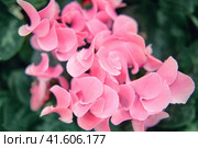 Cyclamen, or Mallard, or Alpine violet is a genus of plants in the subfamily Myrsinoideae of the Primulaceae family. Стоковое фото, фотограф Андрей Журавлев / Фотобанк Лори