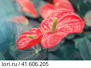 Anthurium is a genus of about 1000 species of flowering plants, the largest genus of the arum family, Araceae. General common names include anthurium, tailflower, flamingo flower and laceleaf. Стоковое фото, фотограф Андрей Журавлев / Фотобанк Лори
