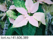 White poinsettia is grown as an ornamental houseplant. Bred hybrids that reach no more than 30 cm in height. Стоковое фото, фотограф Андрей Журавлев / Фотобанк Лори