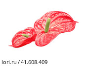 Anthurium is a genus of about 1000 species of flowering plants, the largest genus of the arum family, isolated on a white background. Стоковое фото, фотограф Андрей Журавлев / Фотобанк Лори