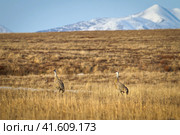 Канадский журавль (Grus canadensis, также известный как Antigone canadensis и Sandhill crane). Весенний пейзаж с двумя журавлями в тундре на фоне гор. Дикие птицы Арктики. Чукотка, Россия. Стоковое фото, фотограф Андрей Степанов / Фотобанк Лори