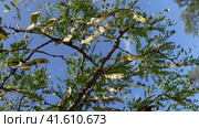 Гледичия трёхколючковая (Gleditsia triacanthos), ветви с длинными кожистыми бобами. Vertical video (2023 год). Стоковое видео, видеограф Щеголева Ольга / Фотобанк Лори