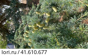 Кедр атласский, Cedrus atlantica, ветка с шишками. Vertical video (2023 год). Стоковое видео, видеограф Щеголева Ольга / Фотобанк Лори