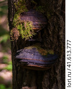 Чага (березовый гриб)— вид грибов рода Инонотус отдела Базидиомицеты. Chaga (birch mushroom)— a species of fungi of the genus Inonotus of the Basidiomycetes department. Стоковое фото, фотограф Мария / Фотобанк Лори