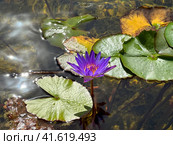 Blooming dark blue nymphea closeup (Lat. - nymphaea caerulea) Стоковое фото, фотограф Irina Opachevsky / Фотобанк Лори