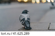Portrait of the gray city pigeon during daytime. Dove looks back. Traffic at the motorway. Defocused background. Animal theme. Стоковое фото, фотограф YuryKara / Фотобанк Лори