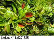 Venus flytrap (lat.Dionaea muscipula) - a species of predatory plants from the monotypic genus Dionea of the family Rosyankovye (Droseraceae) Стоковое фото, фотограф Андрей Журавлев / Фотобанк Лори