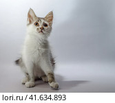 white yellow-eyed spotted kitten sits on a light background and. Стоковое фото, фотограф Артем Курутин / Фотобанк Лори