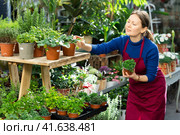 Florist woman worker swaps pots with spicy herbs. Стоковое фото, фотограф Яков Филимонов / Фотобанк Лори