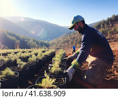 Environmental volunteers plant seedlings of spruce trees on the slopes of the mountains. Generated by AI. Стоковое AI-изображение, AI-художник Ярославский Максим / Фотобанк Лори