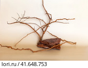 Composition of beautiful natural materials: brown rough stones in form of podium and snags of old dry trees on pastel light background. Can be used as background for advertising natural cosmetic products. Стоковое фото, фотограф Виктория Катьянова / Фотобанк Лори