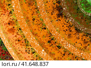 Sunny abstract background. Orange arcs with patterns radiate from the corner of the background. Illustration. Стоковая иллюстрация, иллюстратор Бузмакова Светлана / Фотобанк Лори