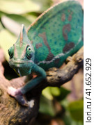 Yemeni chameleon, or helmet-bearing (Chamaeleo calyptratus) - a species of lizards from the chameleon family. One of the largest representatives of his family. Body length is 60 cm. Стоковое фото, фотограф Андрей Журавлев / Фотобанк Лори