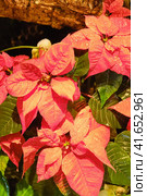 Euphorbia most beautiful, or poinsettia - a plant of the genus Euphorbia family Euphorbiaceae. The birthplace of the plant is tropical Mexico and Central America. Стоковое фото, фотограф Андрей Журавлев / Фотобанк Лори