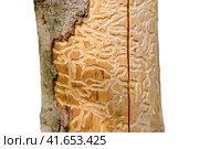 Wood worm corridors under a bark of pine tree, isolated on a white background. Imprint of the bark beetle under the bark of the tree. Стоковое фото, фотограф Андрей Журавлев / Фотобанк Лори