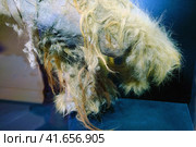 The back leg with a hair mummy of a young mammoth Yuka, a female of the species woolly mammoth fossil (Mammuthus primigenius). Found in Yakutia, Russia (2019 год). Редакционное фото, фотограф Андрей Журавлев / Фотобанк Лори