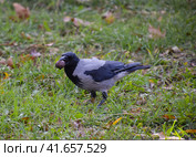 Crow holding an eagle in his beak. Hooded crow on the grass. A bird of the family Corvidae. Стоковое фото, фотограф Леонид Еремейчук / Фотобанк Лори