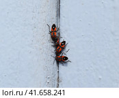 Red bugs feed crushed representative of its kind. Стоковое фото, фотограф Леонид Еремейчук / Фотобанк Лори