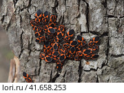 The red bugs. Стоковое фото, фотограф Леонид Еремейчук / Фотобанк Лори