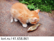 A small red kitten and a big fish. Summer lifestyle, the cat sniffs the fish. Kitten and caught carp on grass background. Стоковое фото, фотограф Андрей Журавлев / Фотобанк Лори