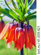 Fritillaria imperialis (crown imperial, fritillary or kaiser crown) is a species of flowering plant in the lily family. Five flowering plants Fritillaria imperialis, close-up. Стоковое фото, фотограф Андрей Журавлев / Фотобанк Лори