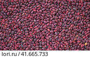 Kidney beans spinning background. Dry red bean wallpaper. Texture. Frame with copy space. Lots of Beans rotating on turntable. Close up. Diet, vegetarianism. Healthy Food. Legume grains. 4k real time. Стоковое видео, видеограф Марина Демидюк / Фотобанк Лори