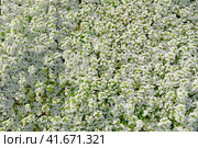 The annual variety of alyssum "carpet snow" during flowering looks like a white cloud of small flowers. Стоковое фото, фотограф Андрей Журавлев / Фотобанк Лори