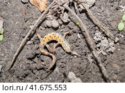 The common newt (lat. Lissotriton vulgaris) seeks for shelter for the winter in the garden. Стоковое фото, фотограф Андрей Жигальцов / Фотобанк Лори
