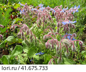 Borage plant among potato and carrot plots. Цветы бурачник лекарственный на грядках картофеля и моркови. Стоковое фото, фотограф Александр Кузнецов / Фотобанк Лори