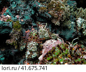 Parmelia sulcata lichen and moss on slag substrate. Лишайник рода Пармелия на шлаковом субстрате. Стоковое фото, фотограф Александр Кузнецов / Фотобанк Лори