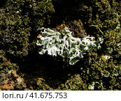 Parmelia sulcata lichen and moss on slag substrate. Лишайник рода Пармелия на шлаковом субстрате. Стоковое фото, фотограф Александр Кузнецов / Фотобанк Лори