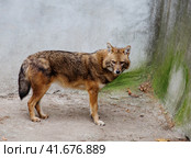 Шакал Golden jackal. Стоковое фото, фотограф Галина Савина / Фотобанк Лори