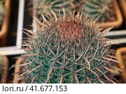 Ferocactus peninsulae and other varieties of cactus in pots. Стоковое фото, фотограф Ирина Вершинская / Фотобанк Лори