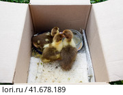 Ducklings of a musky duck. Стоковое фото, фотограф Леонид Еремейчук / Фотобанк Лори
