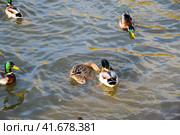 Ducks swimming in the pond. Wild mallard duck. Drakes and female. Стоковое фото, фотограф Леонид Еремейчук / Фотобанк Лори